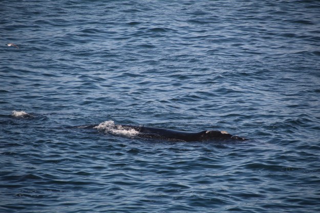 1E7509D5-F11D-47C8-B5F3-4FC69787FC24